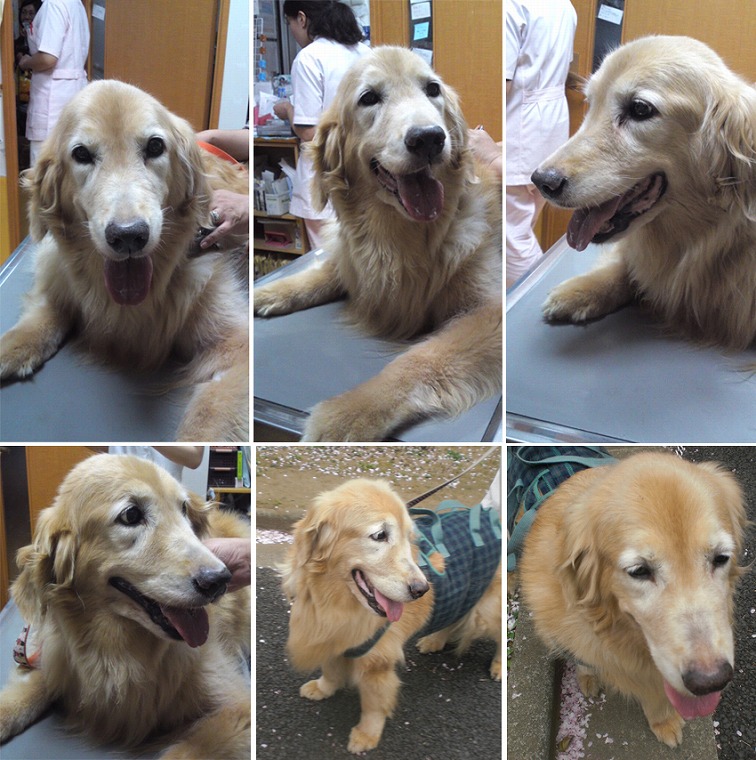 f:id:dog_life_saving:20120816160453j:image