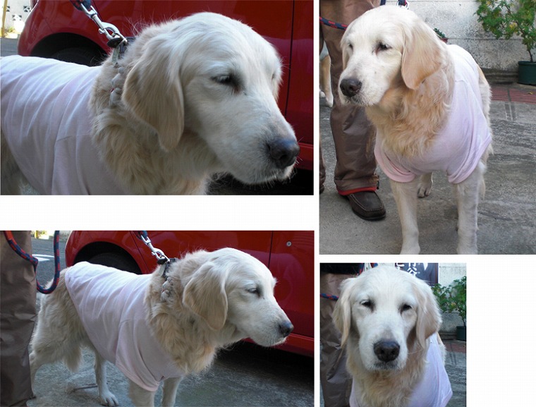 f:id:dog_life_saving:20120816160454j:image f:id:dog_life_saving:20120816160454j:image