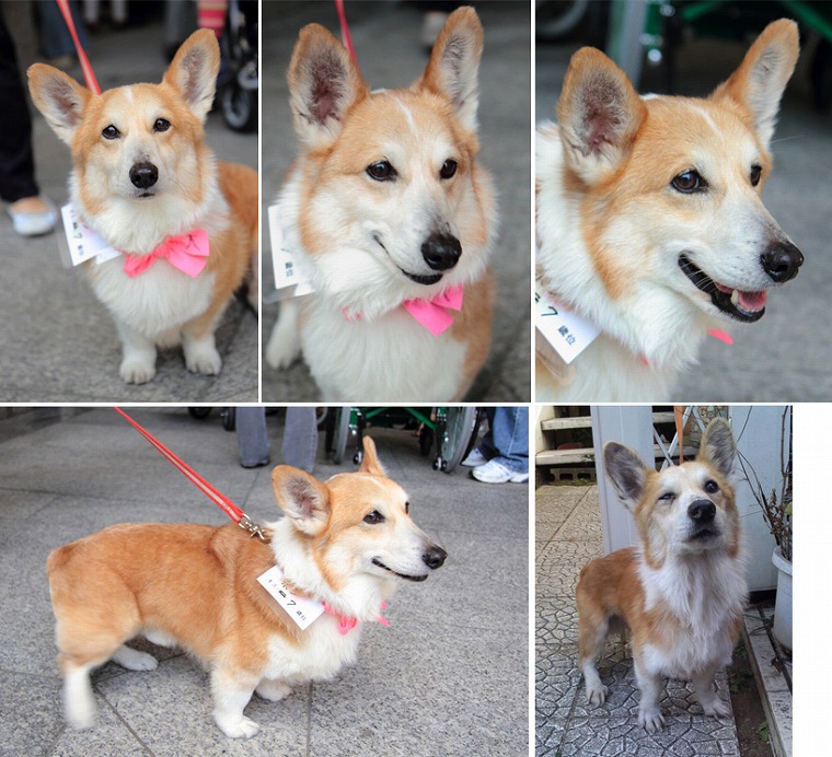 f:id:dog_life_saving:20120905151037j:image