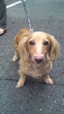 f:id:dog_life_saving:20120905202344j:image