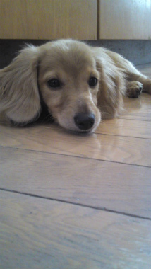 f:id:dog_life_saving:20120905204721j:image