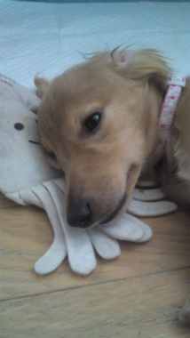 f:id:dog_life_saving:20120905204722j:image