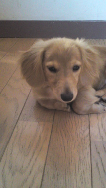 f:id:dog_life_saving:20120905204723j:image