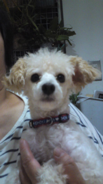 f:id:dog_life_saving:20120909000622j:image