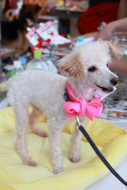 f:id:dog_life_saving:20120909000625j:image