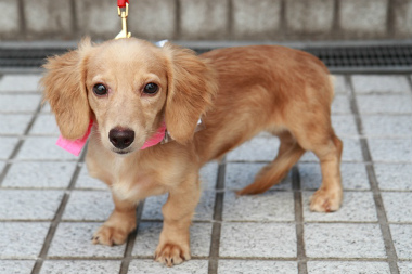 f:id:dog_life_saving:20120909002547j:image