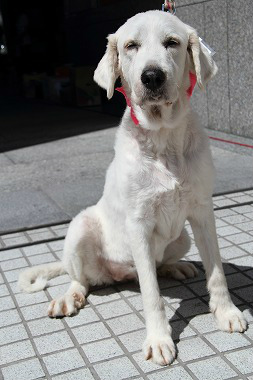 f:id:dog_life_saving:20120910223337j:image