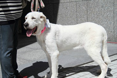 f:id:dog_life_saving:20120910223340j:image