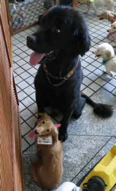 f:id:dog_life_saving:20120922094147j:image