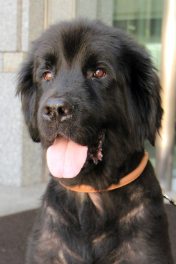 f:id:dog_life_saving:20120922094148j:image