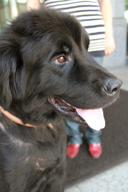 f:id:dog_life_saving:20120922094149j:image