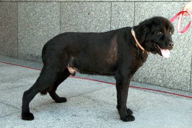 f:id:dog_life_saving:20120922094150j:image