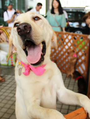 f:id:dog_life_saving:20120922094351j:image