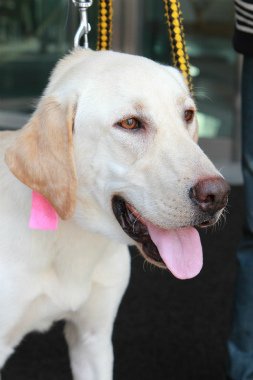 f:id:dog_life_saving:20120922094352j:image