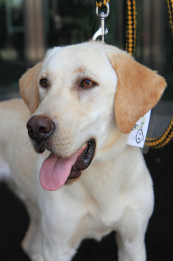 f:id:dog_life_saving:20120922094353j:image