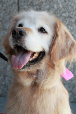 f:id:dog_life_saving:20120922094441j:image
