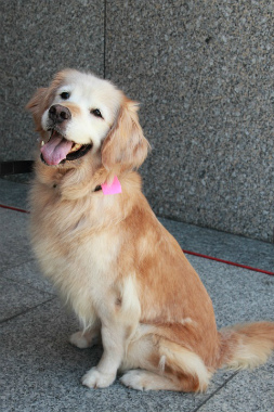 f:id:dog_life_saving:20120922094442j:image