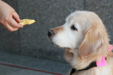 f:id:dog_life_saving:20120922094443j:image