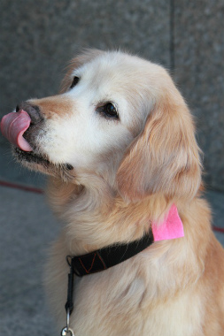 f:id:dog_life_saving:20120922094444j:image
