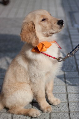 f:id:dog_life_saving:20120925214458j:image