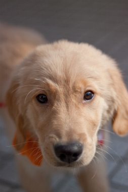 f:id:dog_life_saving:20120925214459j:image