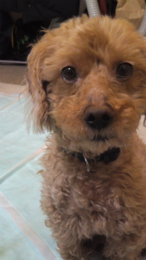 f:id:dog_life_saving:20121020165509j:image f:id:dog_life_saving:20121020165509j:image
