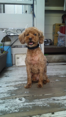 f:id:dog_life_saving:20121020165510j:image f:id:dog_life_saving:20121020165510j:image