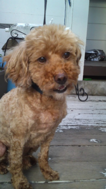 f:id:dog_life_saving:20121020165511j:image f:id:dog_life_saving:20121020165511j:image