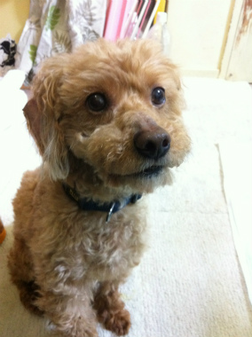 f:id:dog_life_saving:20121020165512j:image f:id:dog_life_saving:20121020165512j:image