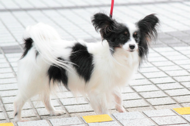 No.121010B-PYF339(パピヨン 4〜5歳 2.5kg ♀) - DogLifeSaving- 犬の紹介