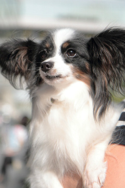 No.121010B-PYF339(パピヨン 4〜5歳 2.5kg ♀) - DogLifeSaving- 犬の紹介