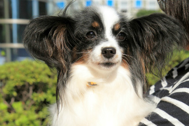 No.121010B-PYF339(パピヨン 4〜5歳 2.5kg ♀) - DogLifeSaving- 犬の紹介