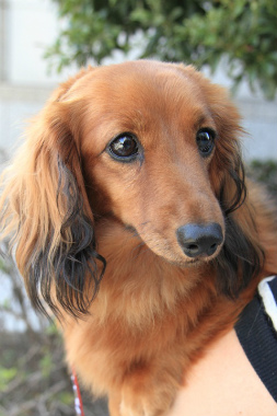 f:id:dog_life_saving:20121111170722j:image