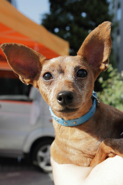 f:id:dog_life_saving:20121112212503j:image