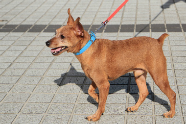 f:id:dog_life_saving:20121112212504j:image