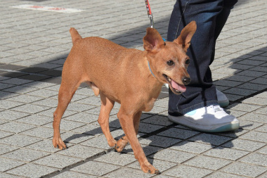 f:id:dog_life_saving:20121112212505j:image