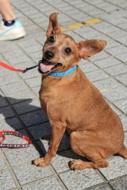 f:id:dog_life_saving:20121112212506j:image