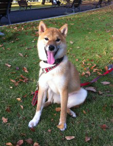 f:id:dog_life_saving:20121119182517j:image