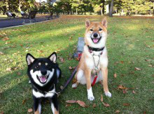 f:id:dog_life_saving:20121119182518j:image