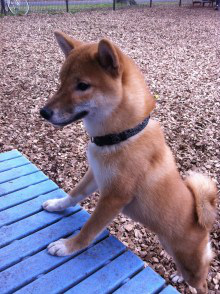 f:id:dog_life_saving:20121119182519j:image