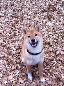 f:id:dog_life_saving:20121119182520j:image