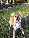f:id:dog_life_saving:20121119182521j:image