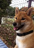 f:id:dog_life_saving:20121119182522j:image