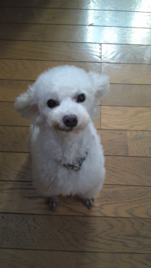 f:id:dog_life_saving:20121201230912j:image