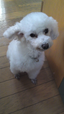 f:id:dog_life_saving:20121201230913j:image