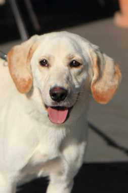 f:id:dog_life_saving:20121209113237j:image