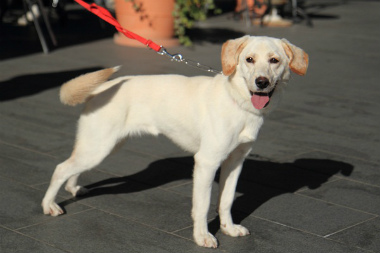 f:id:dog_life_saving:20121209113239j:image