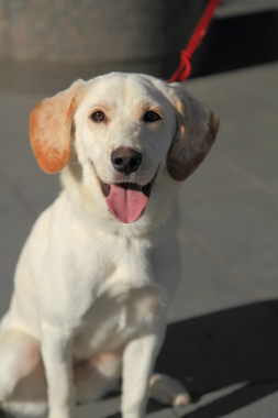 f:id:dog_life_saving:20121209113240j:image