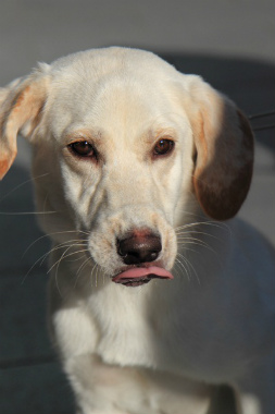 f:id:dog_life_saving:20121209113242j:image
