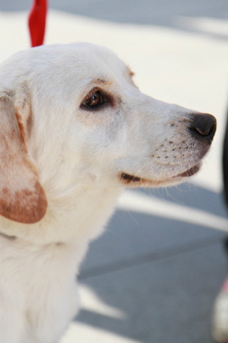 f:id:dog_life_saving:20121209113243j:image